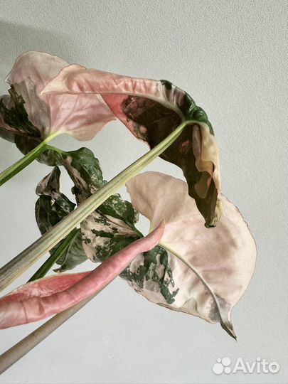 Сингониум клубничный лед