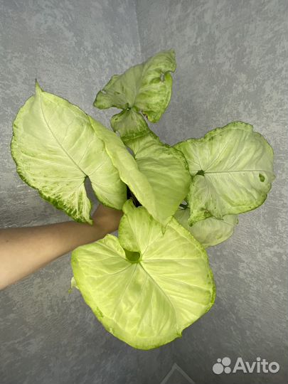 Сингониум Green Lime