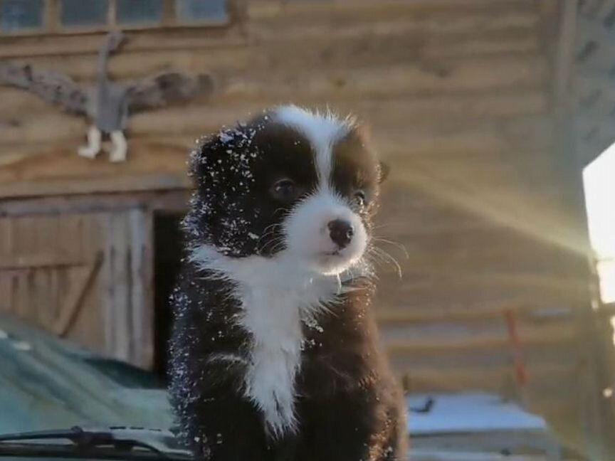 Щенки лайки и Бордер колли