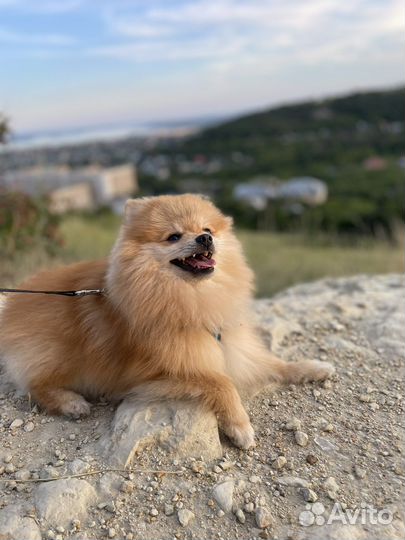 Померанский шпиц вязка кобель