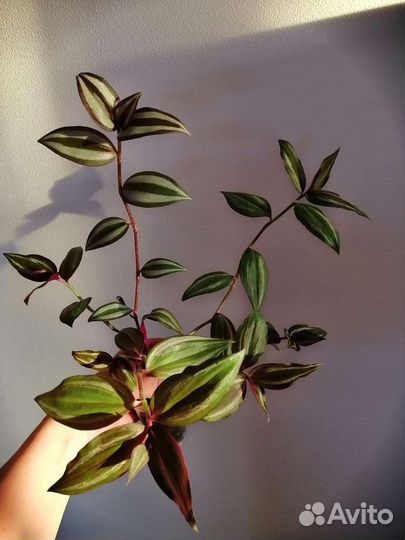 Традесканция, коллизия