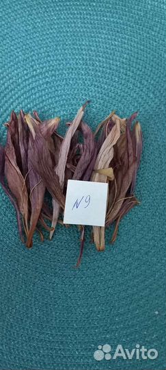 Лилия сухоцвет. Творчество