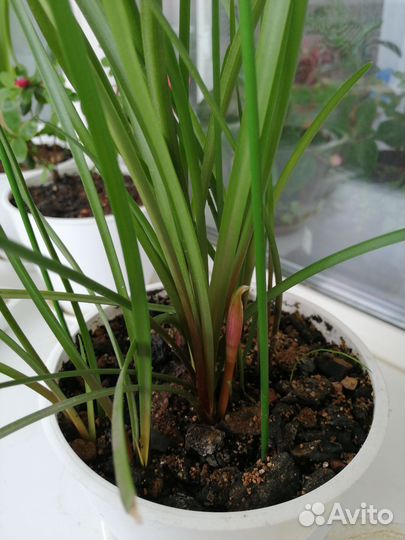 Зефирантес розовый (выскочка)