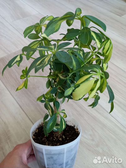 Шефлера, фикус барок, сафари, регидан