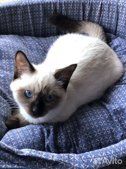 Тайский котенок девочка