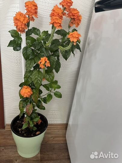 Комнатные цветы