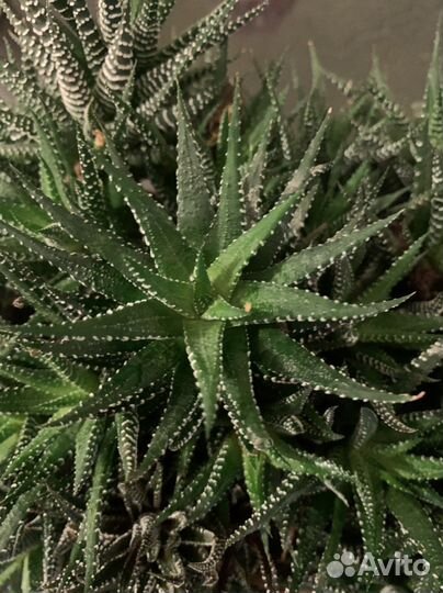 Суккуленты