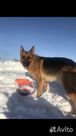 Немецкая овчарка вязка