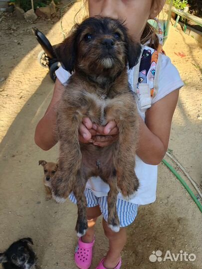 Маленькая собака в добрые руки