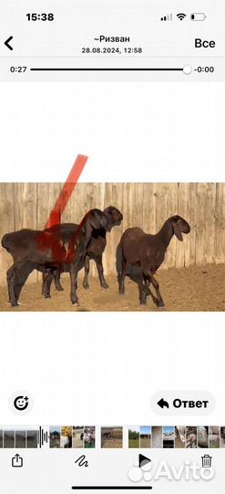 Ярки арашан