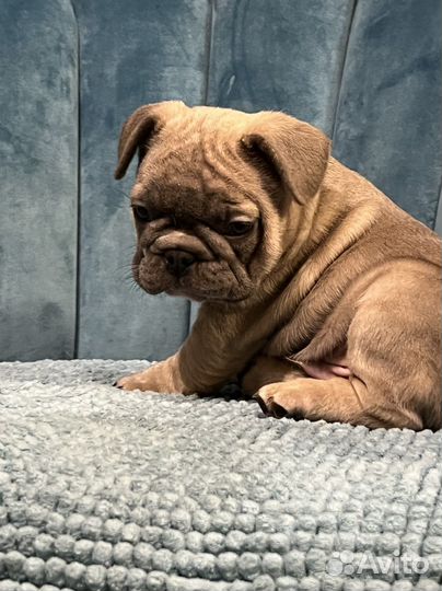 Французский бульдог голубые и лиловые