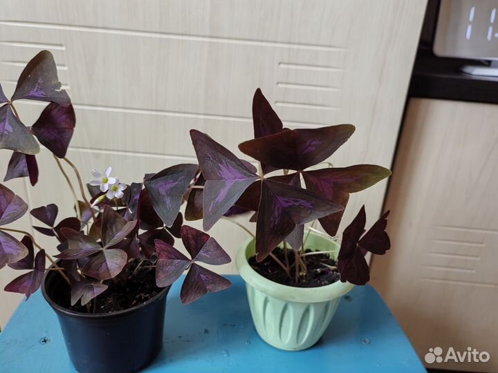 Кислица оксалис