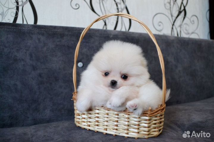 Щенки померанского шпица