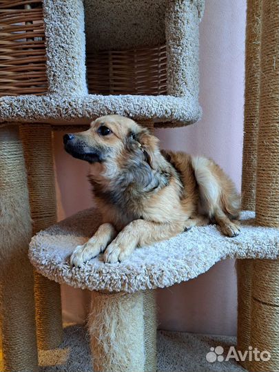 Маленькие Собачки щенята щенки