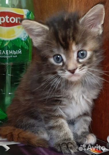 Котёнок Мейн-кун