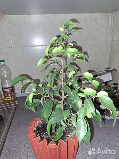 Фикус бенджамина