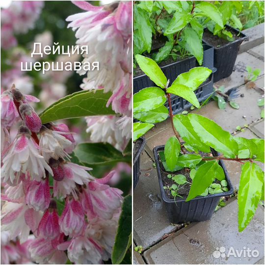 Саженцы гортензии, клематиса, барбариса, ивы