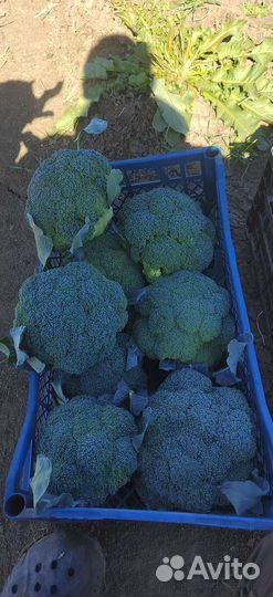 Капуста брокколи