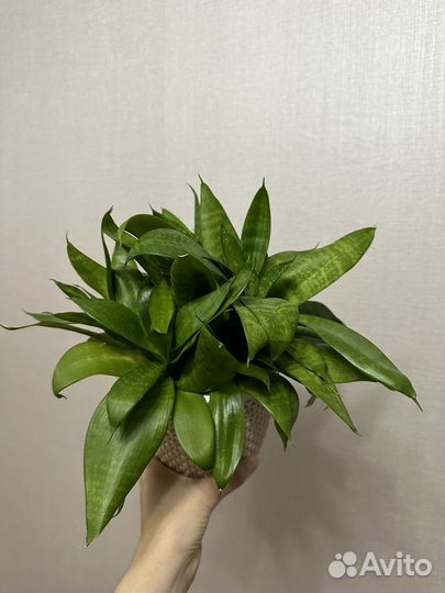 Сансевиерия ханни