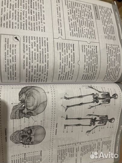 Наглядный школьный курс биология