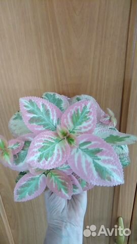 Эписции обычные и акварельные