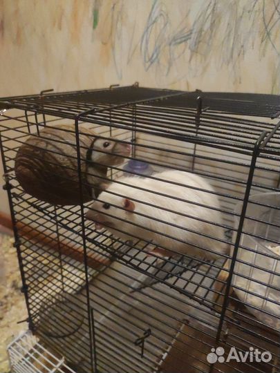 Декоративная крыса дамбо