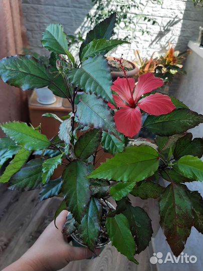 Гибискус пестролистный