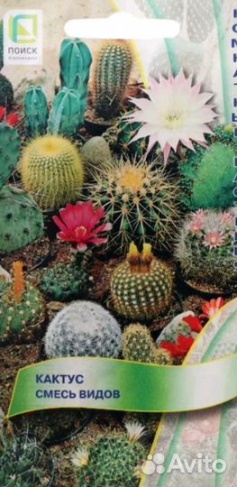 Кактусы