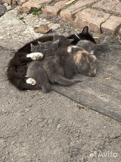 Котята бесплатно