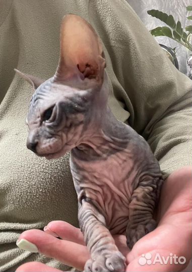 Донской сфинкс