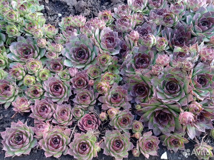 Молодило: каменная роза, заячья капуста