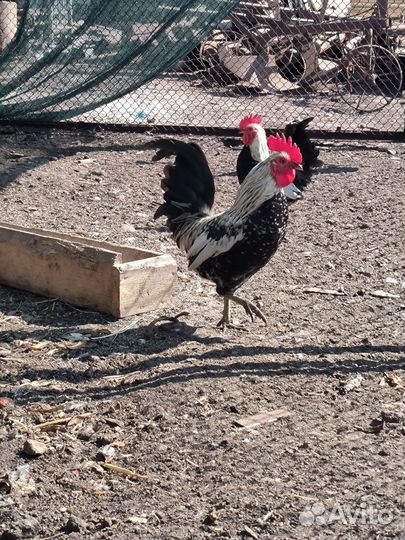 Декоративные карликовые куры