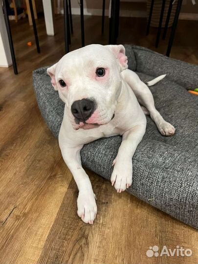 Американский булли