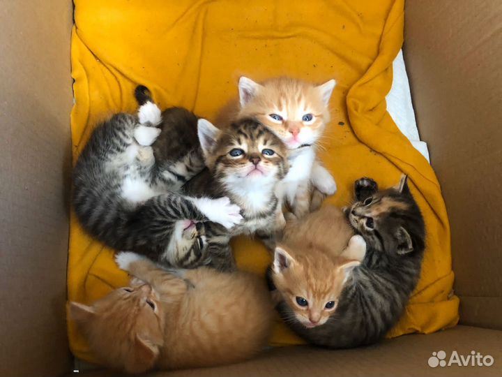 Котята в добрые руки даром