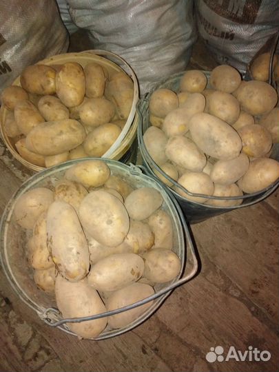 Картофель