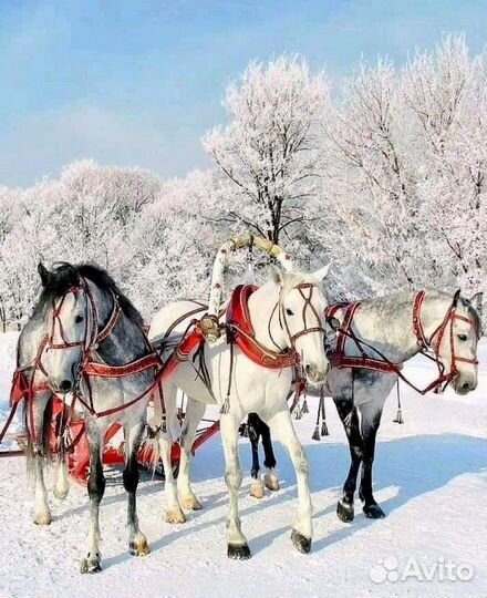 Большой ассортимент Седел для Спорта и Пасьбы гост