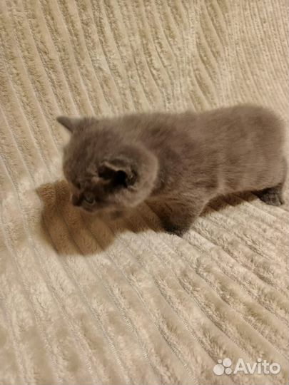 Британский котёнок. Мальчик