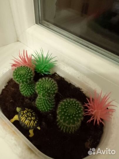 Кактусы цветущие