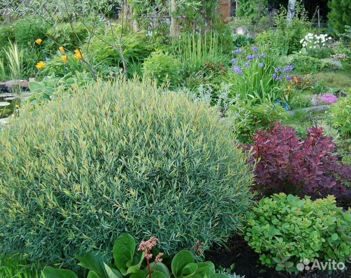 Ива Нана, Маяк, извилистая