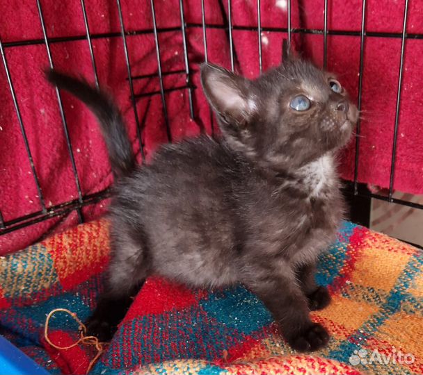 Котенок 3 месяца