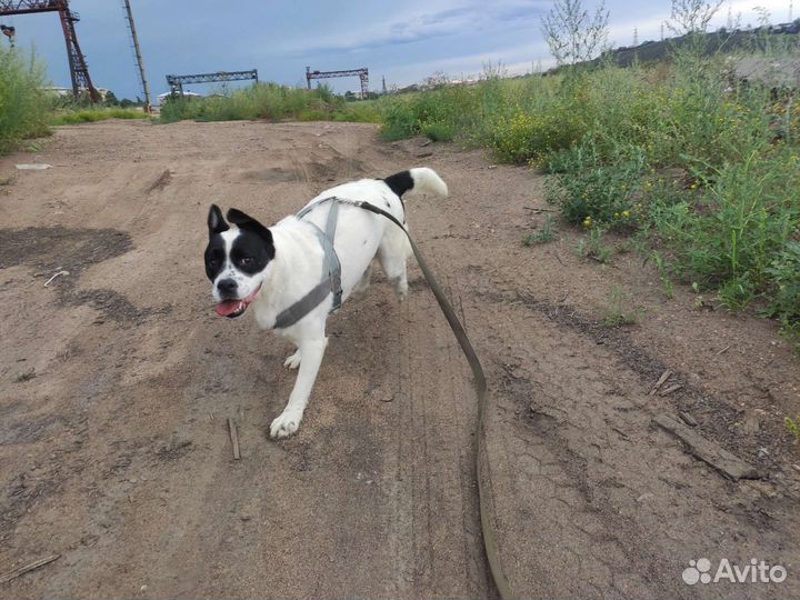 Собака в добрые руки отдам бесплатно