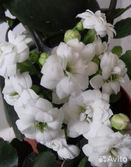 Каланхоэ белое махровое