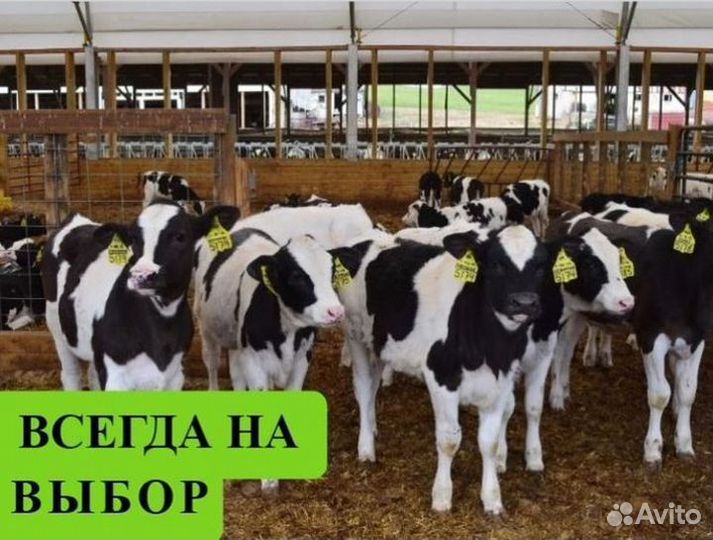 Бычки и быки