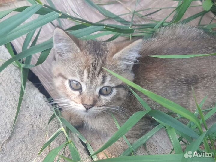 Котята от Шотландской Кошки