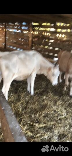 Коровы и телята