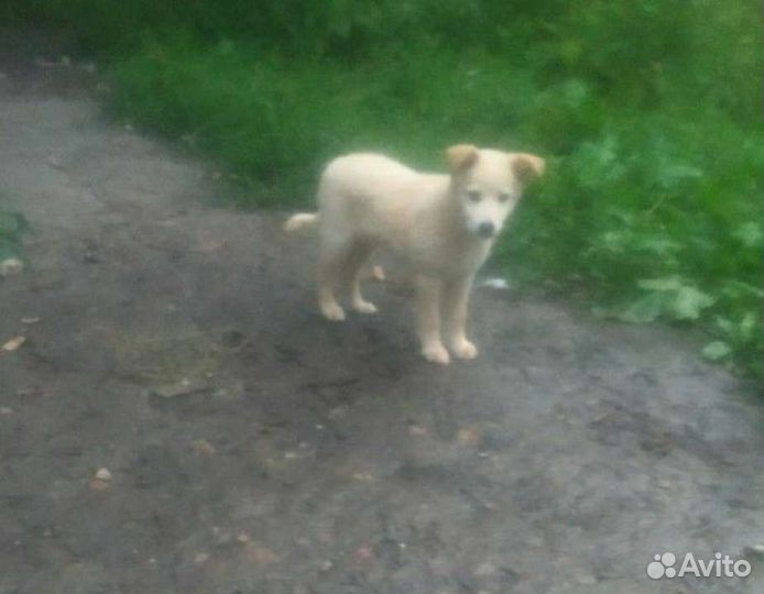 Щенок девочка в добрые руки бесплатно