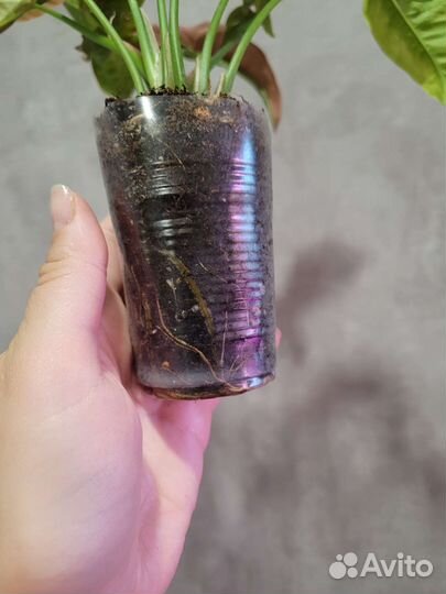 Сингониум Пинк неон, Эрроу, Империал вайт, Фриклес