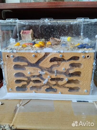 Муравьиная ферма с муравьями