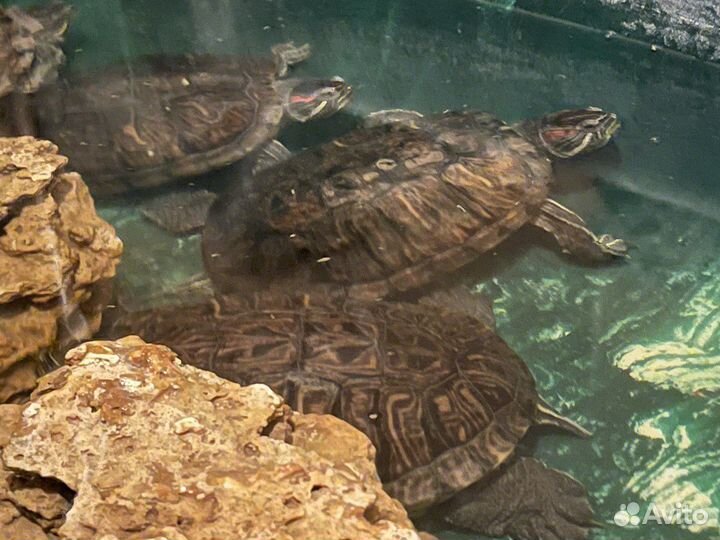 Красноухая черепаха