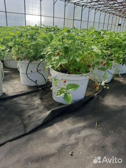 Кусты земляники